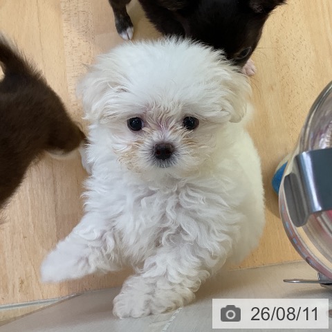 マルチーズの写真