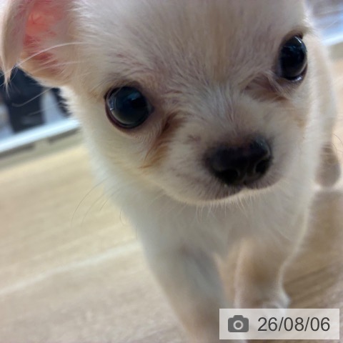 宮崎県のチワワ(ロング) (ペットプラス 宮崎店/2026年6月4日生まれ/女の子/クリーム)の子犬の4枚目の画像