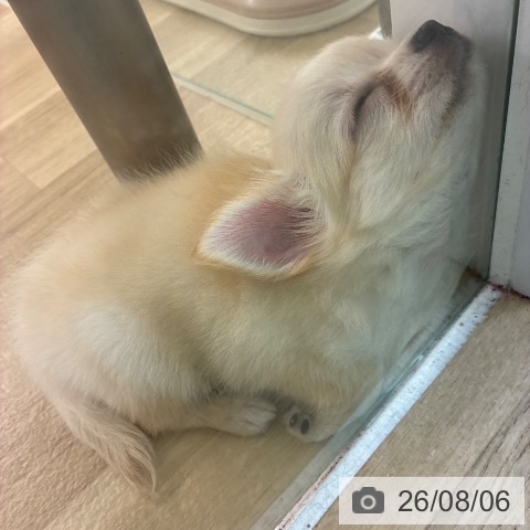 宮崎県のチワワ(ロング) (ペットプラス 宮崎店/2026年6月4日生まれ/女の子/クリーム)の子犬の3枚目の画像