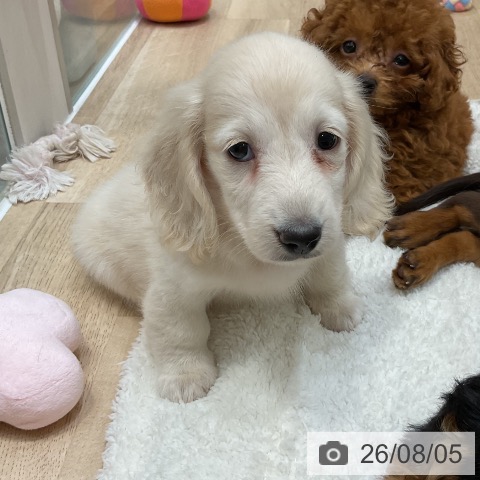 福岡県のミニチュアダックスフンド(ロング) (ペットプラス 香椎浜店/2026年6月4日生まれ/男の子/イエロー)の子犬の4枚目の画像