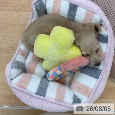 ミニチュア・ダックスフンドの写真