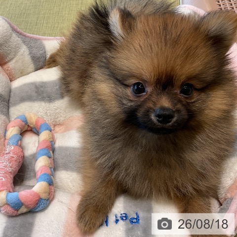 福島県のポメラニアン (ペットプラス イオンタウン郡山店/2026年6月4日生まれ/男の子/オレンジ)の子犬の3枚目の画像