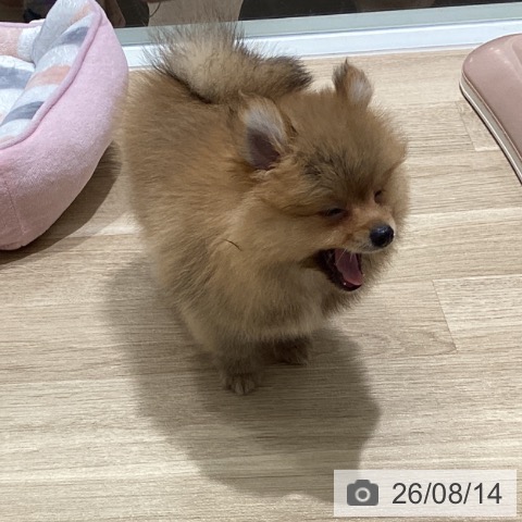 宮城県のポメラニアン (ペットプラス 仙台上杉店/2026年6月4日生まれ/男の子/オレンジ)の子犬の4枚目の画像