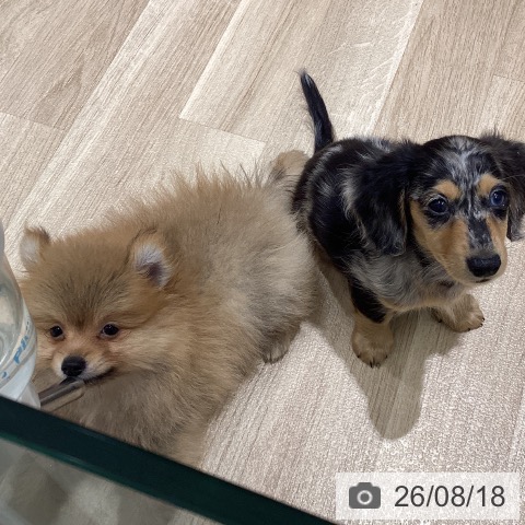 宮城県のポメラニアン (ペットプラス 仙台上杉店/2026年6月4日生まれ/男の子/オレンジ)の子犬の3枚目の画像