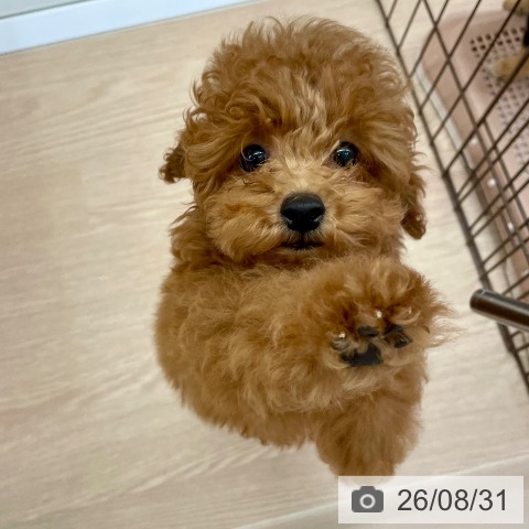 沖縄県のトイプードル(トイ) (ペットプラス 南風原店/2026年6月3日生まれ/男の子/レッド)の子犬の4枚目の画像