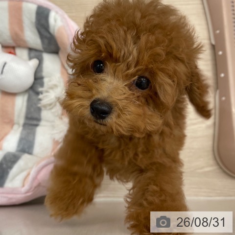 沖縄県のトイプードル(トイ) (ペットプラス 南風原店/2026年6月3日生まれ/男の子/レッド)の子犬の3枚目の画像
