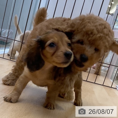 ミニチュア・ダックスフンドの写真
