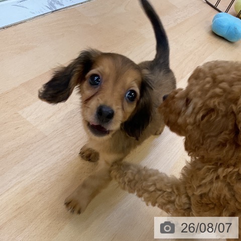 ミニチュア・ダックスフンドの写真