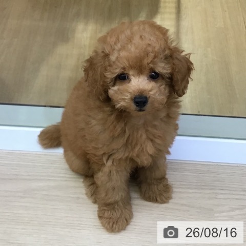 沖縄県のトイプードル(トイ) (ペットプラス 沖縄ライカム店/2026年6月3日生まれ/女の子/アプリコット)の子犬の4枚目の画像