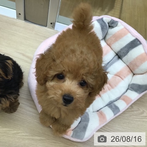 沖縄県のトイプードル(トイ) (ペットプラス 沖縄ライカム店/2026年6月3日生まれ/女の子/アプリコット)の子犬の3枚目の画像