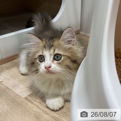 ラガマフィンの写真