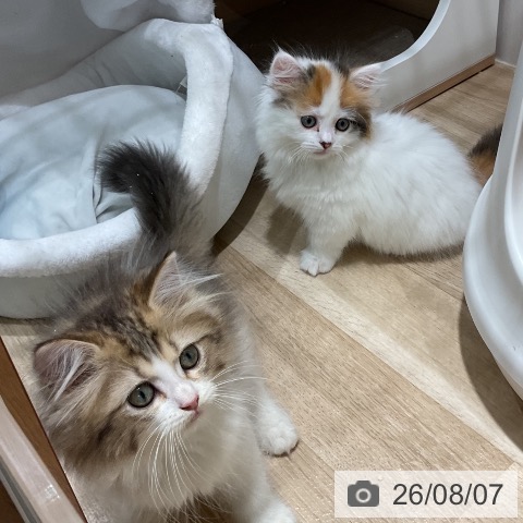 ラガマフィンの写真