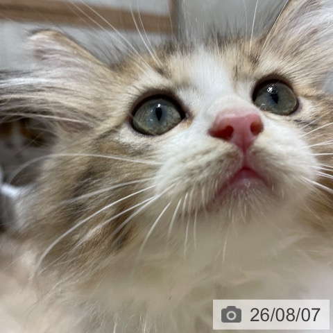 ラガマフィンの写真