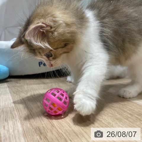 ラガマフィンの写真