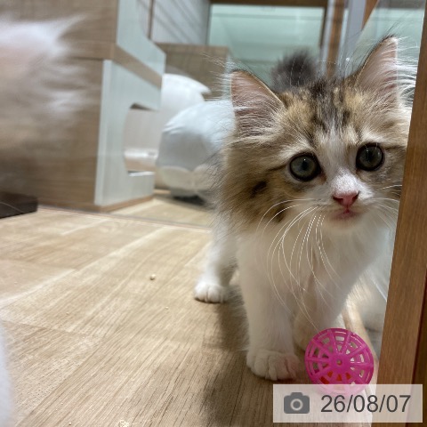 ラガマフィンの写真
