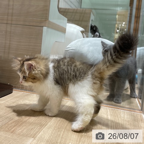 ラガマフィンの写真