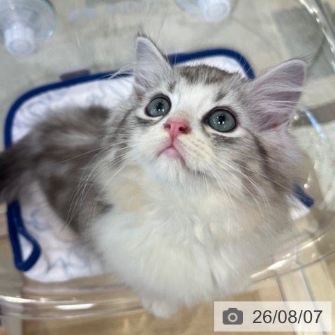 ラガマフィンの写真