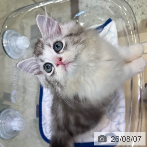 ラガマフィンの写真