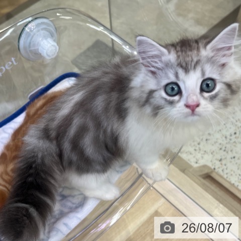 ラガマフィンの写真