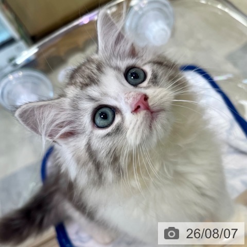 ラガマフィンの写真