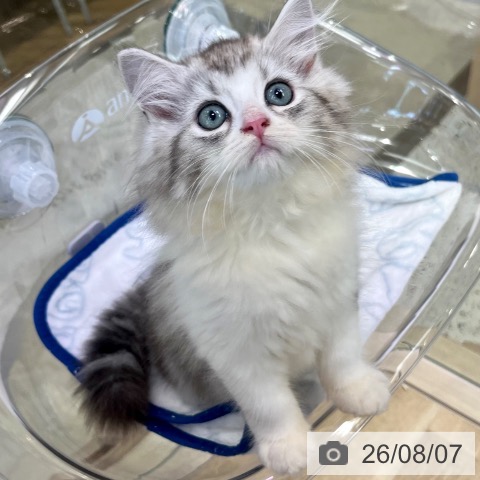 ラガマフィンの写真