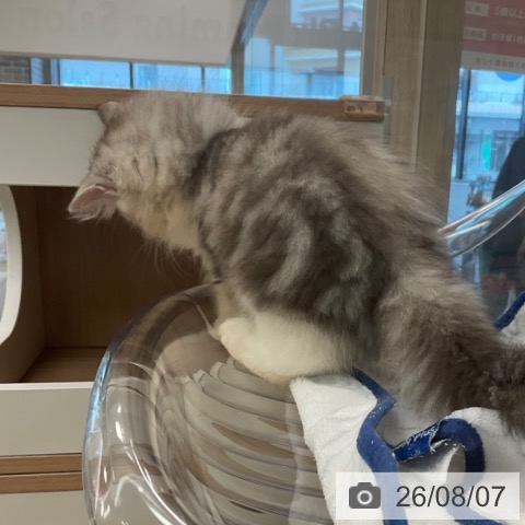 ラガマフィンの写真