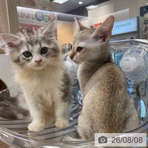 福岡県のシンガプーラ (ペットプラス ららぽーと福岡店/2026年5月26日生まれ/男の子/セピアアグーティ)の子猫の3枚目の画像