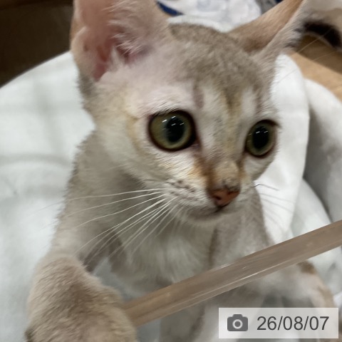 シンガプーラの写真
