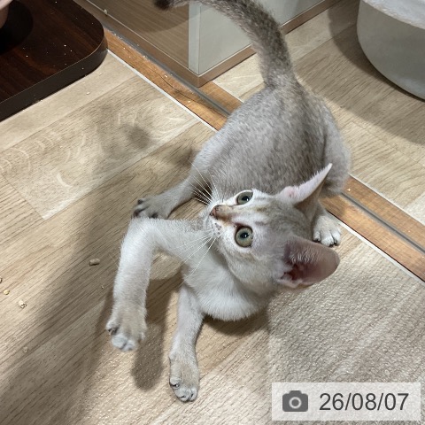 シンガプーラの写真