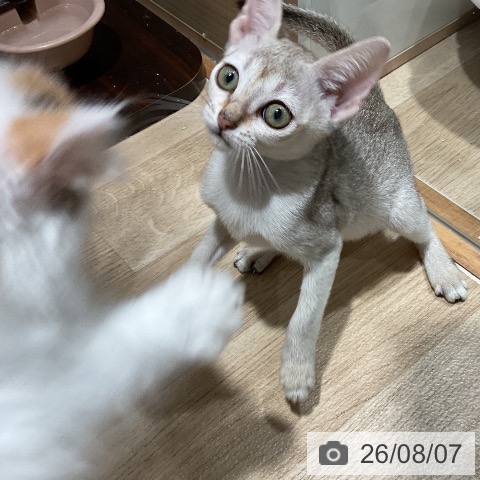 シンガプーラの写真