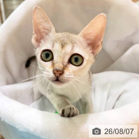 シンガプーラの写真