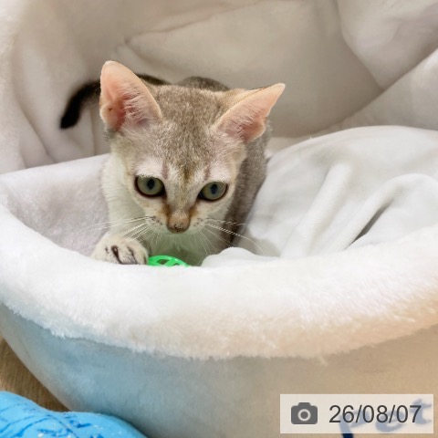 シンガプーラの写真