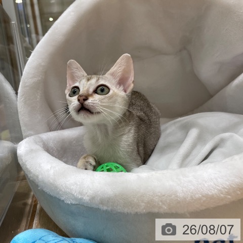 シンガプーラの写真