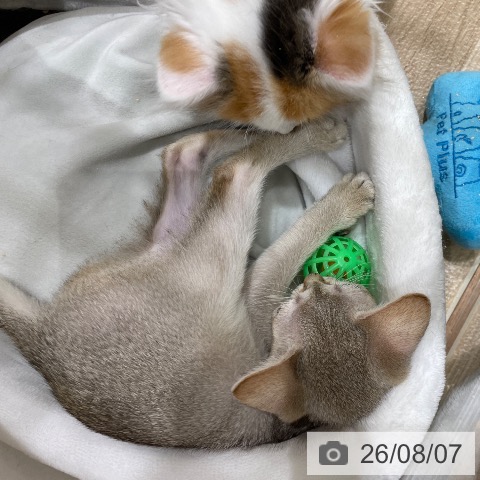 シンガプーラの写真