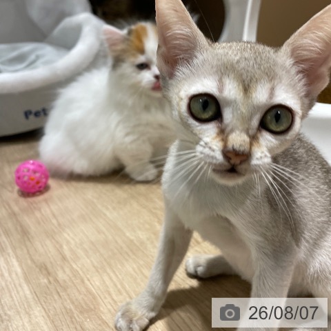 シンガプーラの写真
