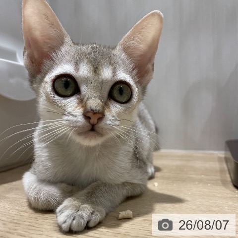 シンガプーラの写真