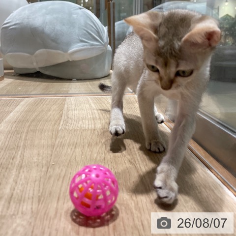 シンガプーラの写真