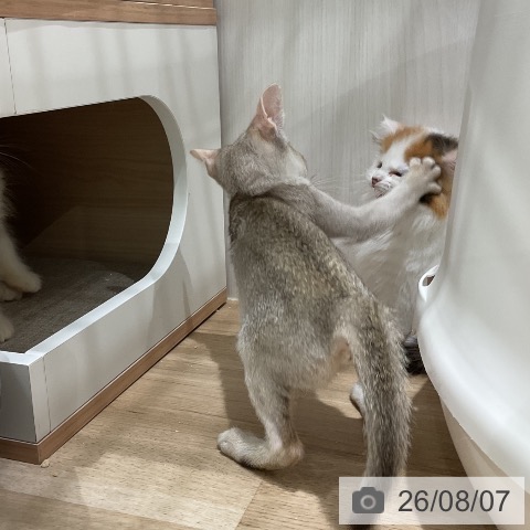 シンガプーラの写真