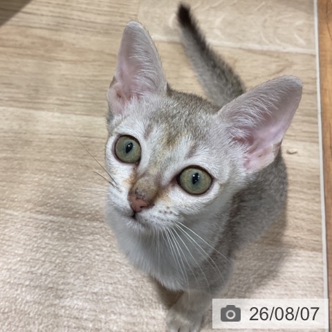 シンガプーラの写真