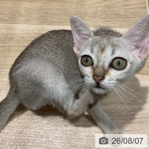 シンガプーラの写真