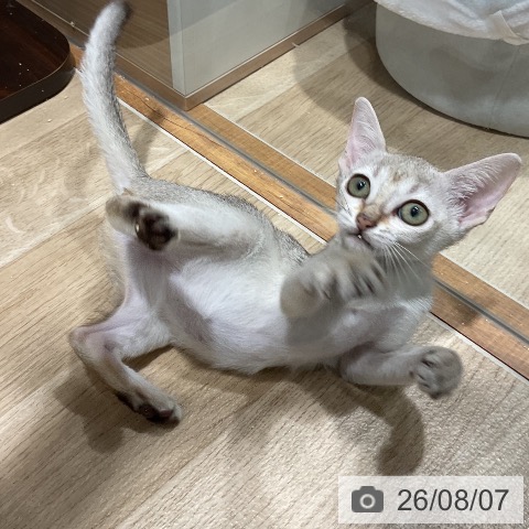 シンガプーラの写真