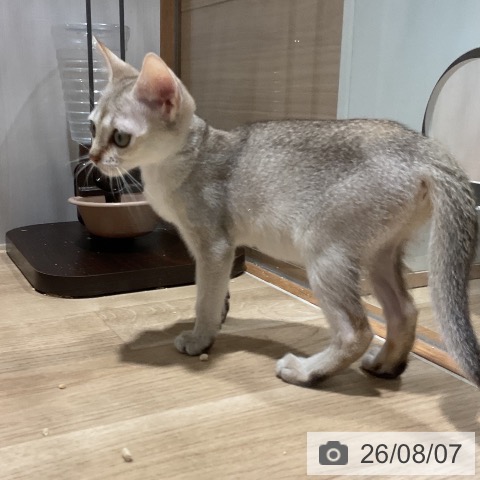 シンガプーラの写真