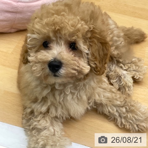 福岡県のトイプードル(トイ) (ペットプラス 春日店/2026年6月1日生まれ/男の子/アプリコット)の子犬の4枚目の画像