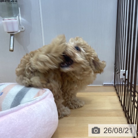 福岡県のトイプードル(トイ) (ペットプラス 春日店/2026年6月1日生まれ/男の子/アプリコット)の子犬の3枚目の画像