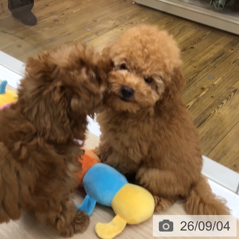 沖縄県のトイプードル(トイ) (ペットプラス 南風原店/2026年6月5日生まれ/男の子/アプリコット)の子犬の4枚目の画像