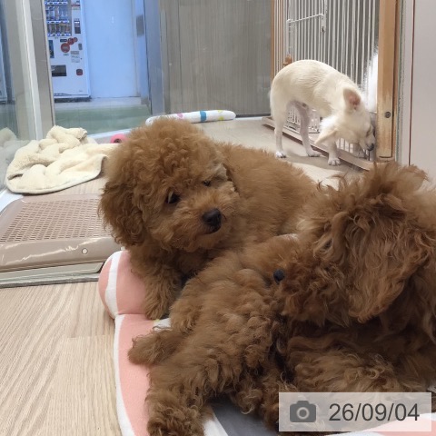 沖縄県のトイプードル(トイ) (ペットプラス 南風原店/2026年6月5日生まれ/男の子/アプリコット)の子犬の3枚目の画像