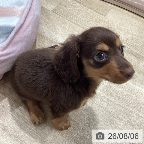 埼玉県のカニンヘンダックスフンド(ロング) (ペットプラス ピオニウォーク東松山店/2026年6月5日生まれ/男の子/チョコレートタン)の子犬の3枚目の画像