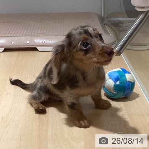 鹿児島県のカニンヘンダックスフンド(ロング) (ペットプラス 姶良店/2026年6月5日生まれ/女の子/チョコレートダップル)の子犬の4枚目の画像