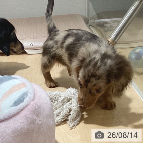 鹿児島県のカニンヘンダックスフンド(ロング) (ペットプラス 姶良店/2026年6月5日生まれ/女の子/チョコレートダップル)の子犬の3枚目の画像