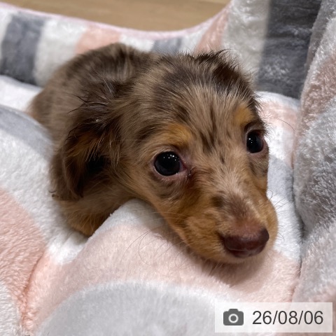 埼玉県のカニンヘンダックスフンド(ロング) (ペットプラス ららぽーと富士見店/2026年6月5日生まれ/女の子/チョコレートダップル)の子犬の3枚目の画像
